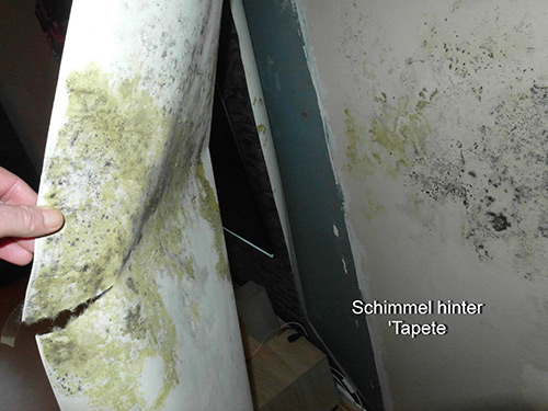 Schimmel hinter Tapete | Niemeyer Sachverständigenbüro Schimmel hinter Tapete