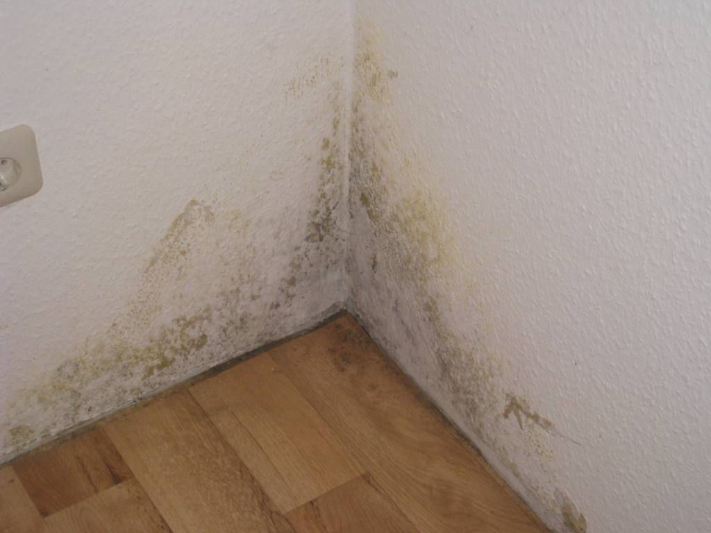 Schimmelpilz in der Ecke Schimmelpilz in der Ecke